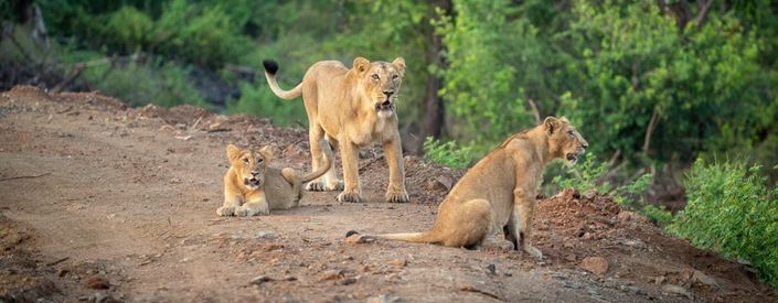 Lions in Gir by Aramness Lodge